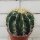 Ferocactus schwarzii