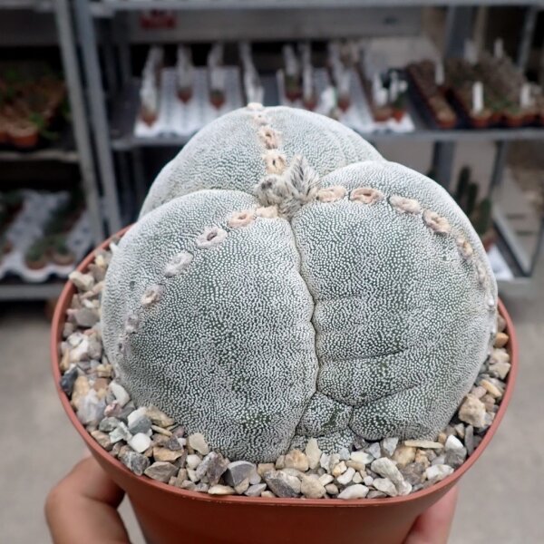 Astrophytum myriostigma cv. tricostata XL