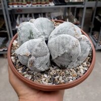 Astrophytum myriostigma cv. tricostata XL