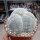 Astrophytum myriostigma cv. tricostata XL