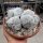 Astrophytum myriostigma cv. tricostata XL