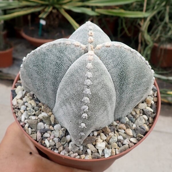 Astrophytum myriostigma cv. quadricostata XL