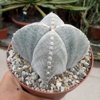 Astrophytum myriostigma cv. quadricostata XL