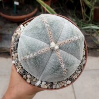 Astrophytum myriostigma cv. quadricostata XL
