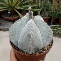 Astrophytum myriostigma cv. quadricostata XL