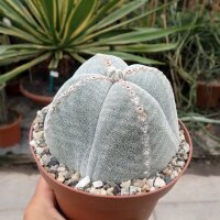 Astrophytum myriostigma cv. quadricostata XL