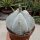 Astrophytum myriostigma cv. quadricostata XL