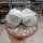 Astrophytum myriostigma cv. quadricostata XL