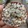 Conophytum cv. flecktarnii