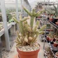 Cylindropuntia cv. Piets weiche