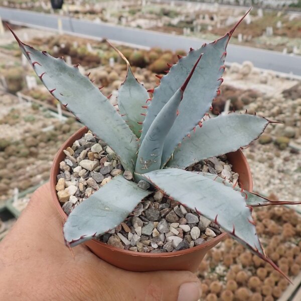 Agave palmeri cv. Kutsugen No Mai Ogi (dw)