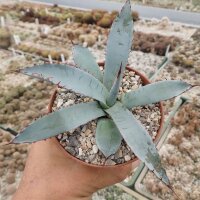 Agave palmeri cv. Kutsugen No Mai Ogi (dw)