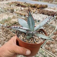 Agave palmeri cv. Kutsugen No Mai Ogi (dw)