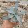 Agave palmeri cv. Kutsugen No Mai Ogi (dw)