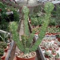 Euphorbia grandicornis