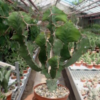 Euphorbia grandicornis