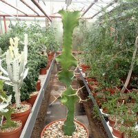 Euphorbia grandicornis