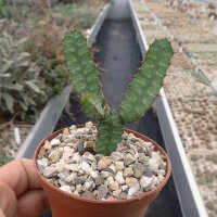 Euphorbia grandicornis