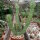 Euphorbia grandicornis