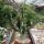 Euphorbia grandicornis