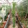 Euphorbia grandicornis
