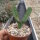 Euphorbia grandicornis