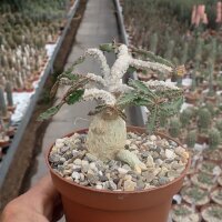 Euphorbia decaryi v. cap-saintemariensis CITES, not outside EU