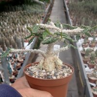 Euphorbia decaryi v. cap-saintemariensis CITES, not outside EU