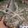 Euphorbia decaryi v. cap-saintemariensis CITES, not outside EU