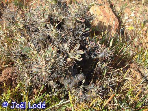 Othonna euphorbioides