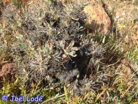 Othonna euphorbioides