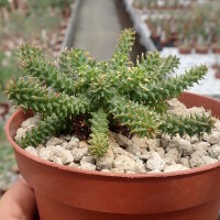 Euphorbia atroviridis n.n.