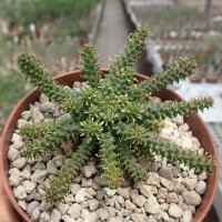 Euphorbia atroviridis n.n.