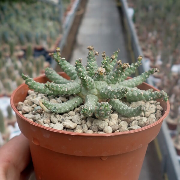 Euphorbia brevirama