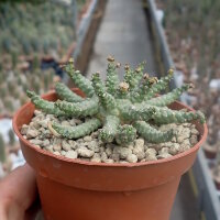 Euphorbia brevirama