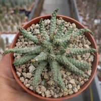 Euphorbia brevirama