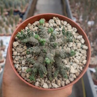 Euphorbia brevirama