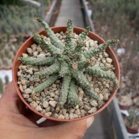 Euphorbia brevirama