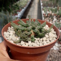 Euphorbia brevirama
