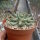 Euphorbia brevirama
