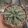 Euphorbia brevirama
