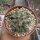 Euphorbia brevirama