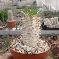 Pachypodium densiflorum-Hybr.