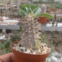 Pachypodium densiflorum-Hybr.