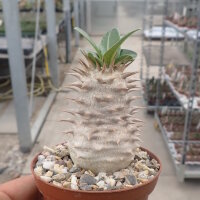 Pachypodium densiflorum-Hybr.