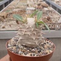 Pachypodium densiflorum-Hybr.