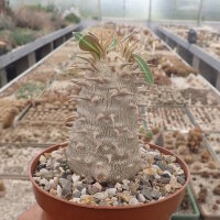 Pachypodium densiflorum-Hybr.