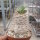 Pachypodium densiflorum-Hybr.