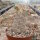 Pachypodium densiflorum-Hybr.