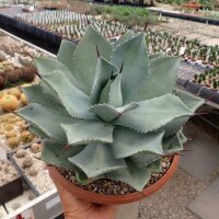 Agave parryi XL hart bis mindestens -12 °C (dw)